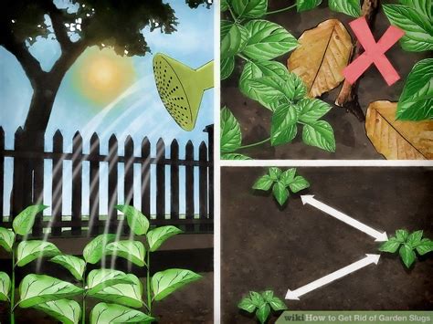 4 Ways to Get Rid of Garden Slugs - wikiHow