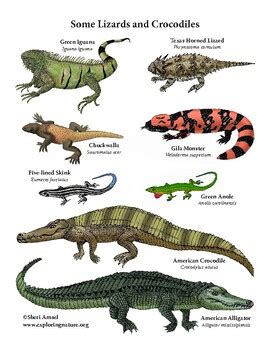 Create a "Reptiles of North America" Long Poster | TPT