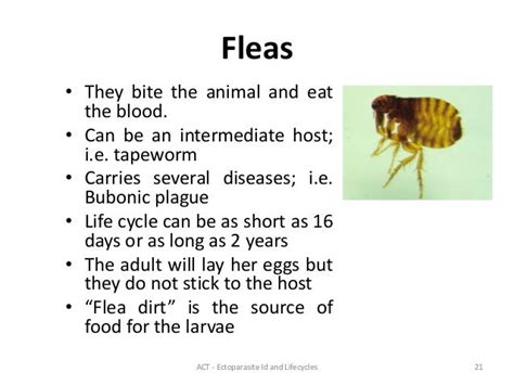 Ectoparasites