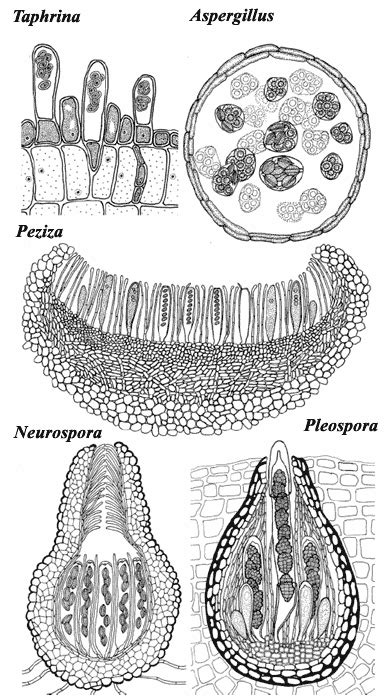 Ascocarp Labeled