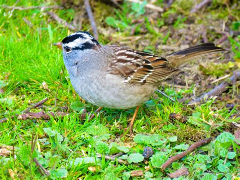 White-Crowned Sparrow -- Male by gloria jones · 365 Project