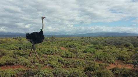 Ostrich Farm – Travel Republic Africa