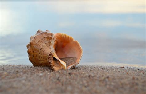 Listening To Seashells, An Oracle Of Ocean Health