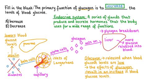 Question Video: Stating the Primary Function of Glucagon | Nagwa