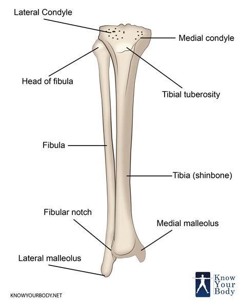 [DIAGRAM] Tibia Fibula Bone Diagram - MYDIAGRAM.ONLINE