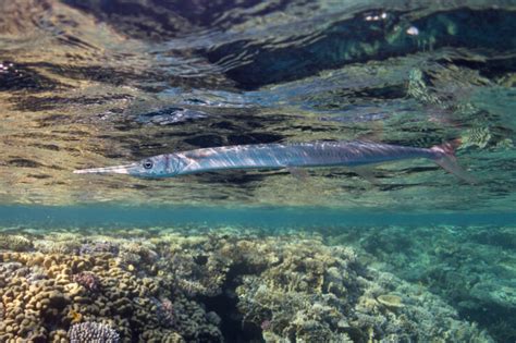 Needlefish Species: Scientific Information and Fun Facts - American Oceans