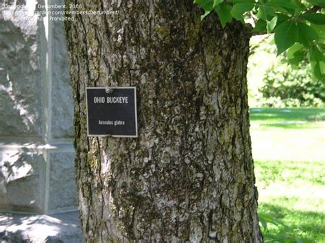 PlantFiles Pictures: Ohio Buckeye (Aesculus glabra) by nlafrance3