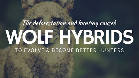 What is a Coywolf: Quick Facts about Wolf Hybrids - YouTube