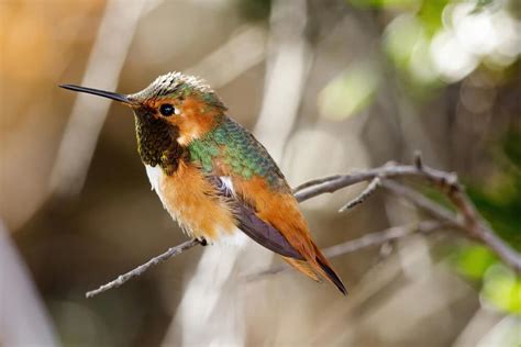 Meet The Allen’s Hummingbird (Facts & Photos)