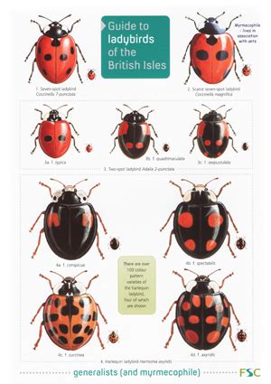 Ladybirds of the British Isles (Laminated ID Chart) – Steven Cheshire's ...