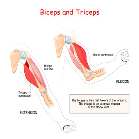 Ripped Triceps