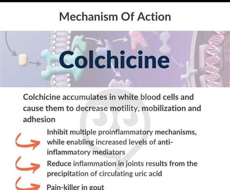 Mechanism of action of Colchicine - MEDizzy