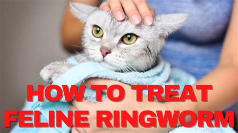 What is the best, most effective treatment for feline ringworm ...
