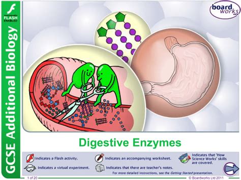 Digestive Enzymes