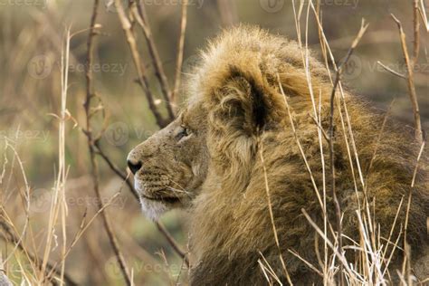 Lion in Kruger National park 1381734 Stock Photo at Vecteezy