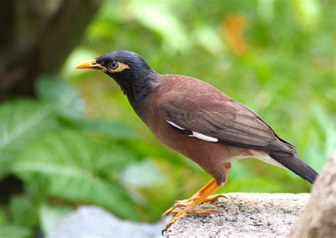 Javan Myna in Singapore- (Tamron 70-300mm) | Lumanog Digital Photography