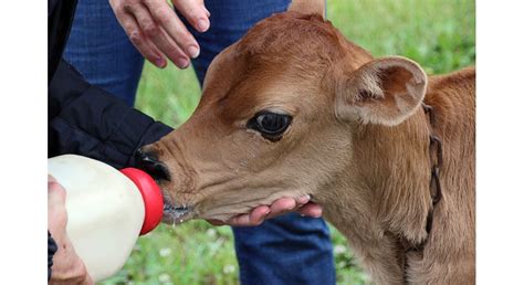 K-State Opens Applications for 2023 Animal Science Leadership Academy ...