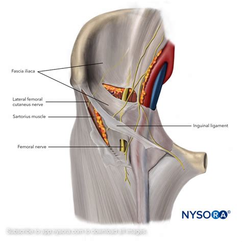 Lower Extremity Archives - Page 2 of 3 - NYSORA e-Learning System