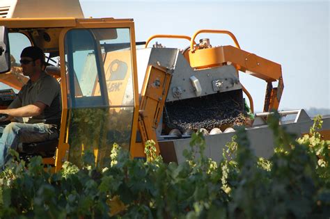 Harvesting Grapes by Machine - Hafner Vineyard