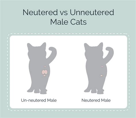 male cat behavior change after neuter - Awesomest Forum Picture Archive