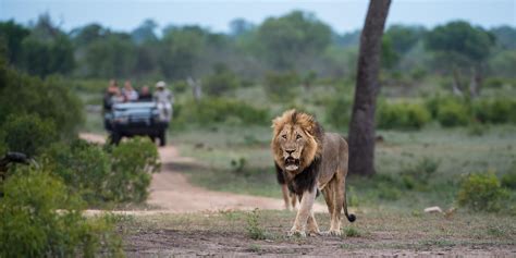 Sabi Sands Game Reserve Lodges: Kruger National Park