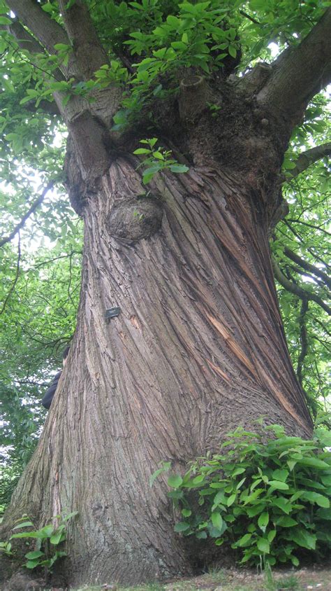 Bark, sweet chestnut tree | Chestnut trees, Old trees, Sweet chestnut tree