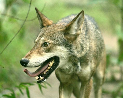 Coy wolves have unique history - Port Arthur News | Port Arthur News