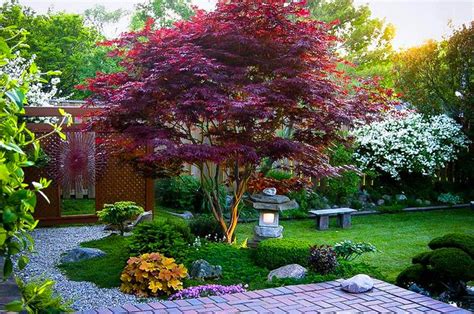 How to Prune Japanese Maples - PlantingTree