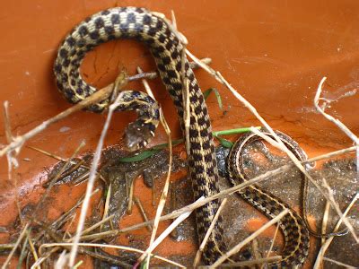 limestone butterfly: juvenile garter snake