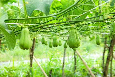 Fresh chayote plants in the garden 8536813 Stock Photo at Vecteezy