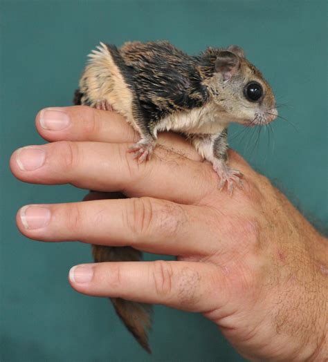 Ancient Flying Mammals Unearthed in China | RealClearScience