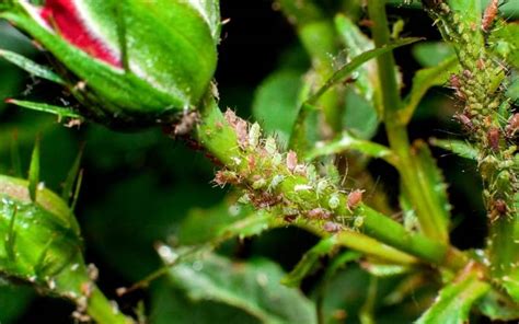 Aphids Damage To Plants