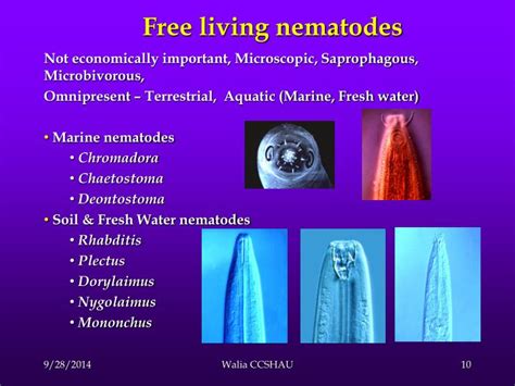 PPT - The World of Nematodes PowerPoint Presentation - ID:4895993