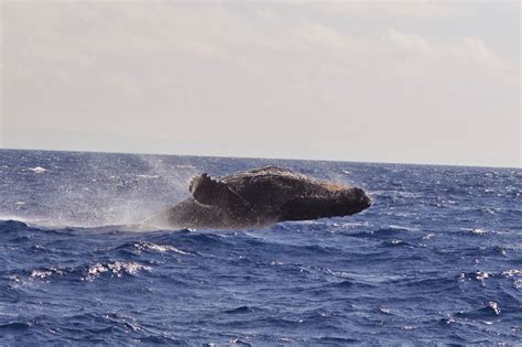 Family Travel Blog : Teralani Whale Watch, Maui, Hawaii