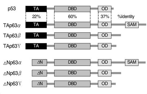 The p63 gene contains 15 exons and encodes at least six protein ...