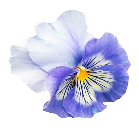 Pansy Flower PNG Image - PurePNG | Free transparent CC0 PNG Image Library