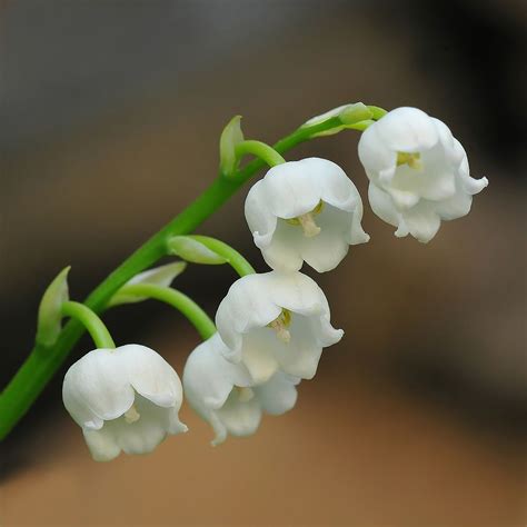 Convallaria majalis | Flowers, Birth flowers, Lily of the valley