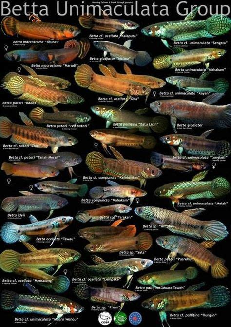 Wild Bettas - Betta unimaculata group | Betta fish, Betta fish tank, Betta fish types