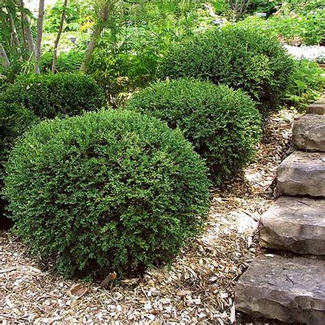 Wintergreen Boxwood Shrub - Walmart.com