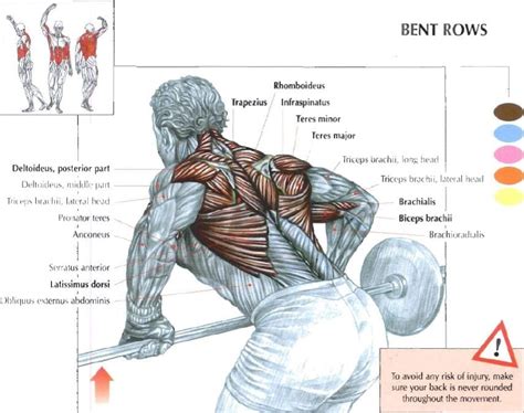 Barbell Row: An Important Accessory Exercise for all Crossfitters | BOXROX