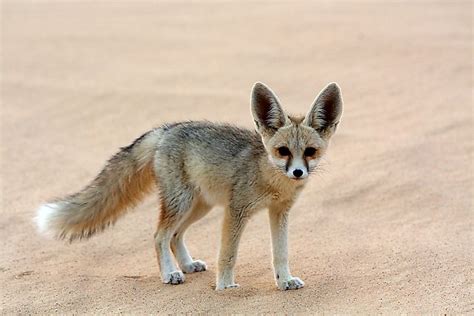 What Animals Live In The Sahara Desert? - WorldAtlas.com