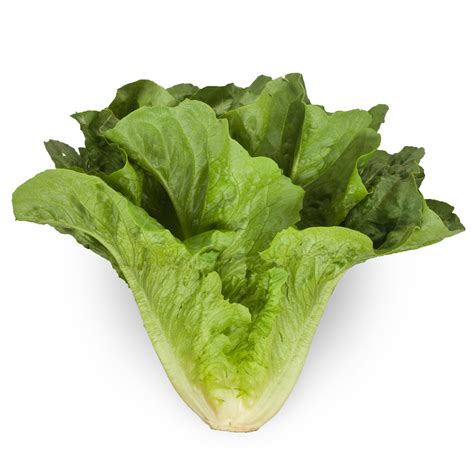 Romaine lettuce Facts, Health Benefits & Nutritional Value