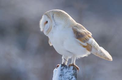 Nigel Pye Photography: More Snowy Barn Owls