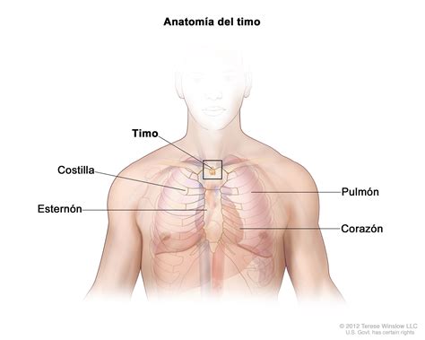 Deflector Céntrico Cambios de glandula timo dibujo Sui soltero Noreste