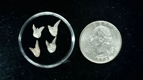 Texas Permian Xenacanthus Shark Teeth 21 for sale