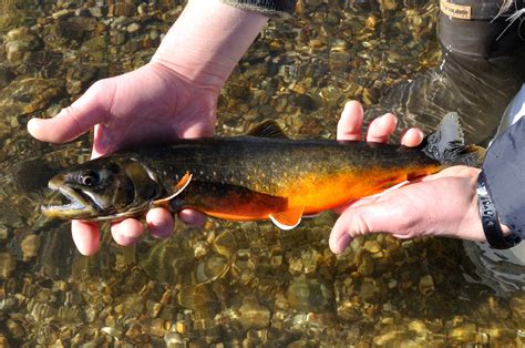 Green Lake Arctic Charr: Yes, No, Yes, Maybe, Likely? — Native Fish ...