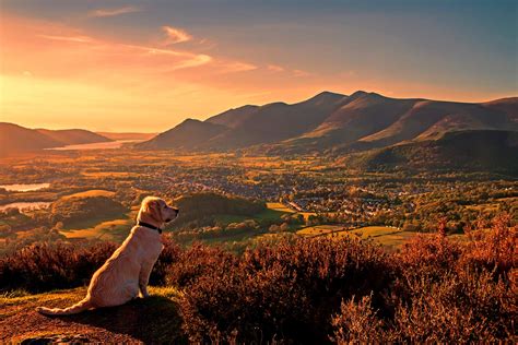 Dog Friendly Hotels Lake District | Dog Friendly Accommodation