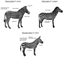 Zebra - Wikipedia