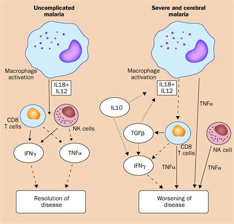 Role of proinflammatory and anti-inflammatory cytokines in the immune response to Plasmodium ...