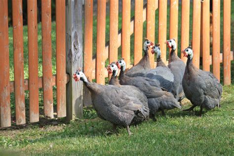 Raising Guinea Fowl - Murray McMurray Hatchery Blog